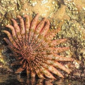 Starfish Loreto by Dave and Kathey W.