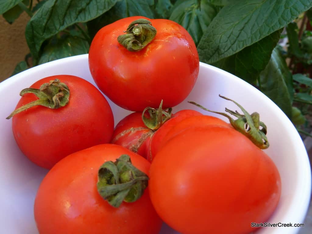 Tomato salad recipe