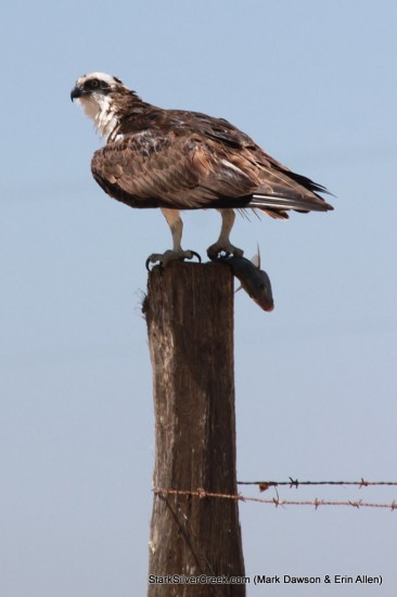 Osprey in Loreto