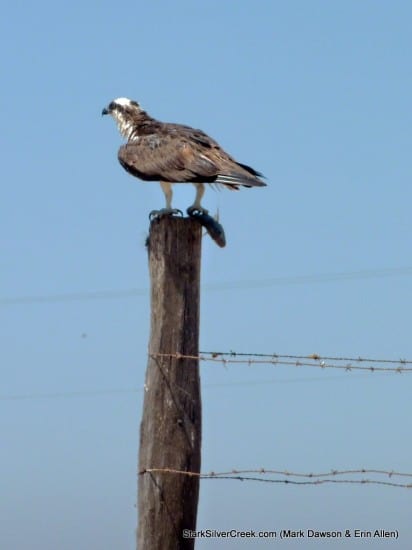 Osprey in Loreto