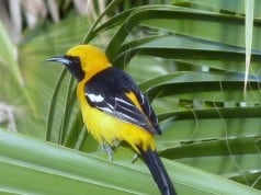 Oriole in Loreto.