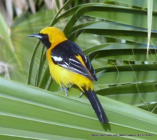 Oriole in Loreto.