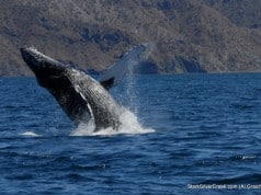 Whale Tail spotted in Sea of Cortez