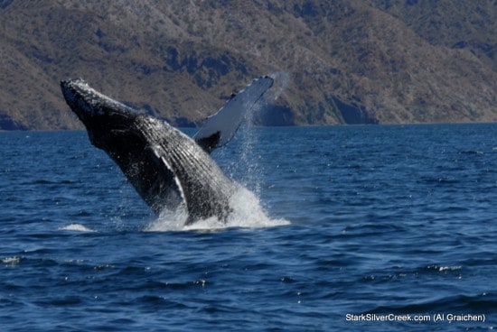Whale Tail spotted in Sea of Cortez