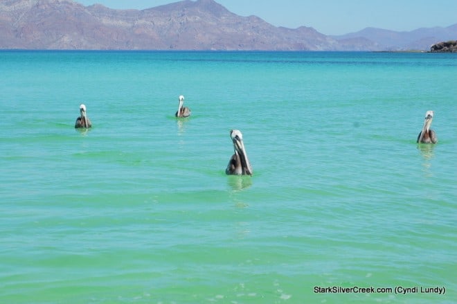 Loreto in June Loreto in June