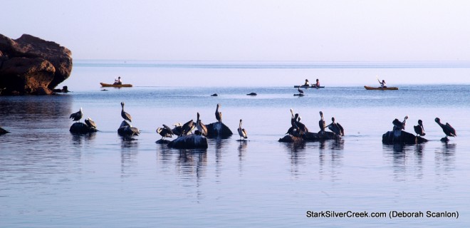 Baja Kayak by Deborah Scanlon Baja Kayak by Deborah Scanlon