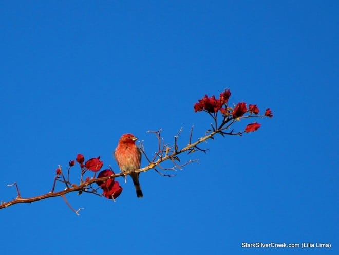 2011 Loreto Calendar Photo Contest-140