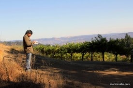 Mount Veeder Vineyard