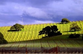 Winter with mustard rolling hills