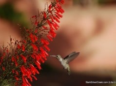 Loreto Hummingbird