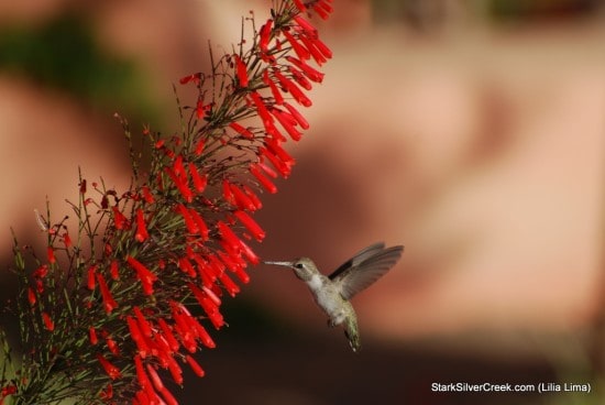 Loreto Hummingbird