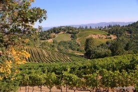 Mount Veeder vineyards pre-harvest