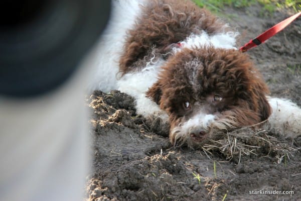 Rico: I'm named after an Opera singer (Enrico Caruso), but the truffle is the thing.