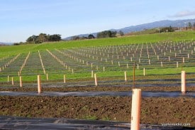 A truffle orchard in Napa, more lucrative than Chardonnay?