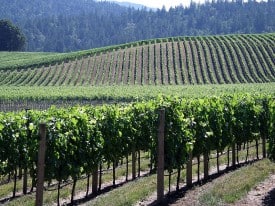 Anderson Valley vines