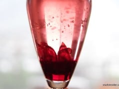 Hibiscus Champagne