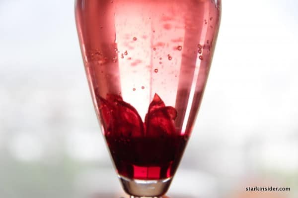 Hibiscus Champagne