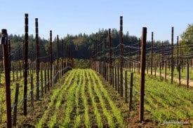The Russian River Valley AVA was established in 1983