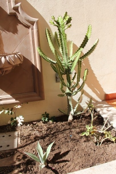 I like this cactus - something we wouldn't see back home.