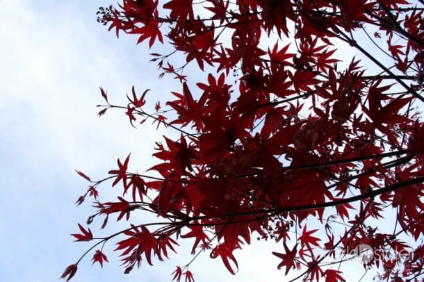 Japanese Maple.