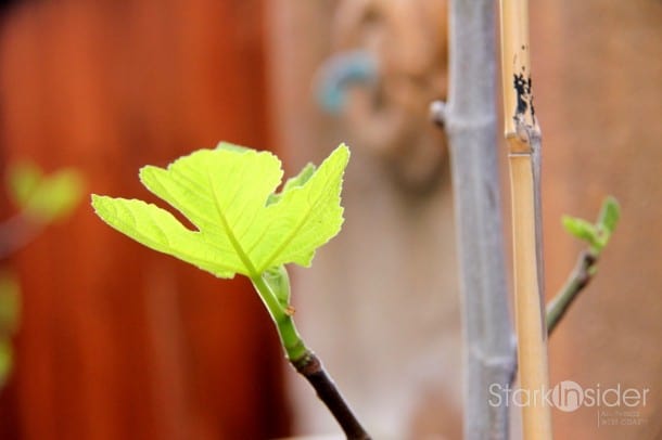 Fig Tree awakens.