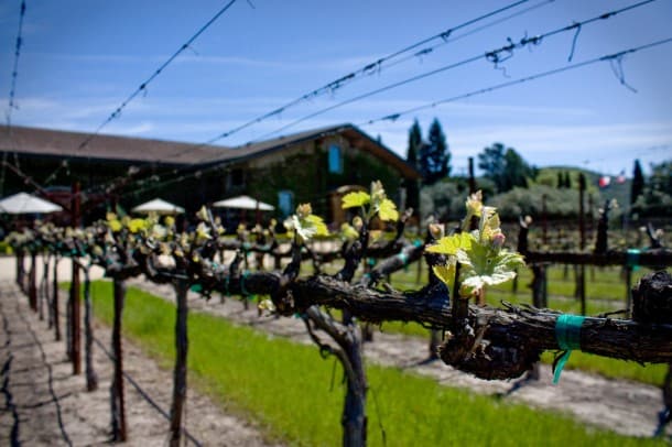 Clos Du Val (Napa): "Spring has finally arrived! Bud Break is in full swing here in the Stags Leap District."