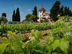Tempranillo vines in Garraf province, Penedès region
