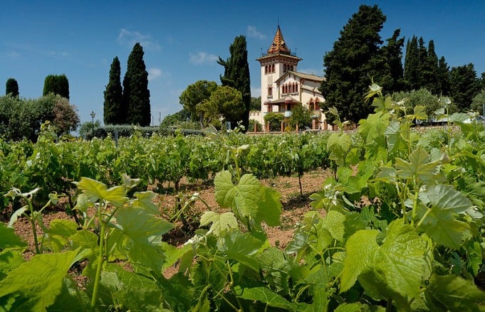 Tempranillo vines in Garraf province, Penedès region