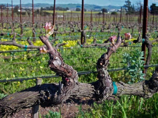 Carneros in Napa: A great shot by John Corcoran.