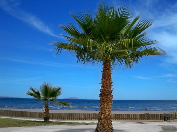 Palm Tree. Vacation. Ahhh...