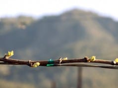 St. Francis Winery (Sonoma): Chardonnay bud break at the estate Wild Oak Vineyard in Sonoma Valley. ~ 4.4.2011