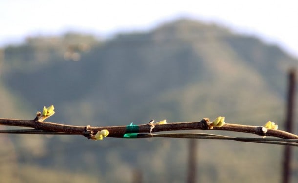 St. Francis Winery (Sonoma): Chardonnay bud break at the estate Wild Oak Vineyard in Sonoma Valley. ~ 4.4.2011