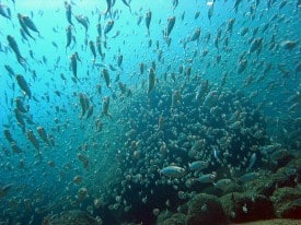 Sea of Cortez Loreto - Fish