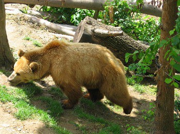 Papa bear at Bear Park