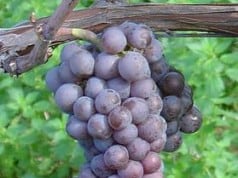 Pinot Gris