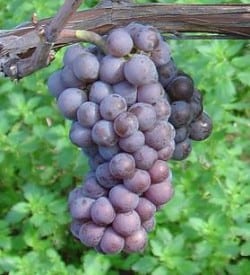 Pinot Gris