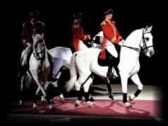 The "World Famous" Lipizzaner Stallions