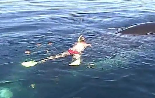 Saving Valentina - a Humpback Whale is cut free from fishing nets in the Sea of Cortez.