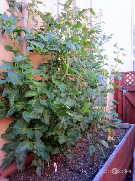 Urban Vegetable Garden