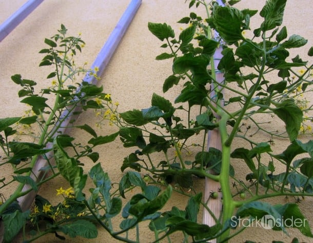 Tomato plants in the vegetable garden