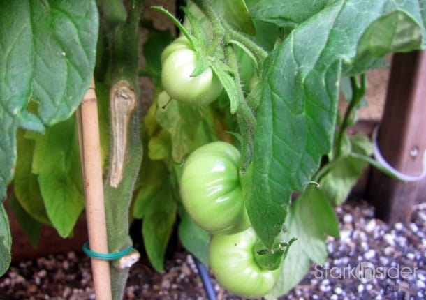 Tomatoes in the urban garden.