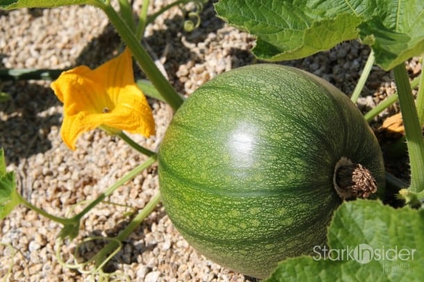 Organic Gardens of Carmel Valley Ranch