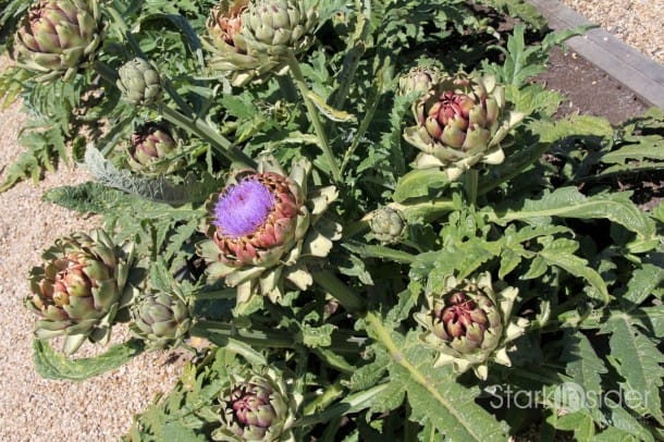 Organic Gardens at Carmel Valley Ranch