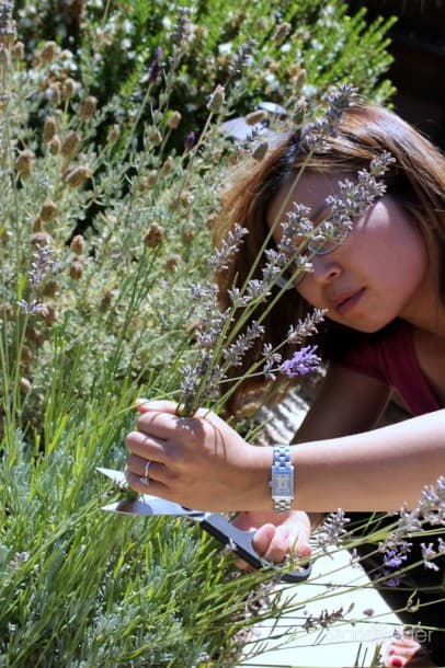 Harvesting lavender from my backyard.