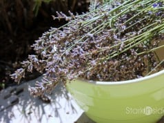 Harvested lavender