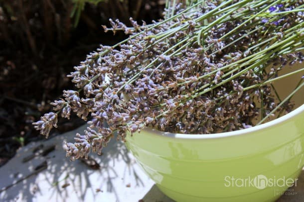 Harvested lavender