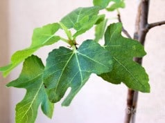 Edible Garden: Fig Tree