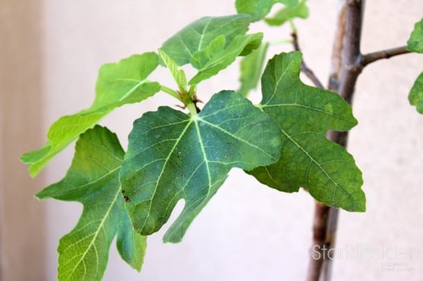 Edible Garden: Fig Tree
