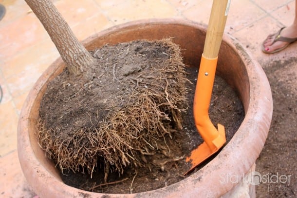 Root Pruning a Tree