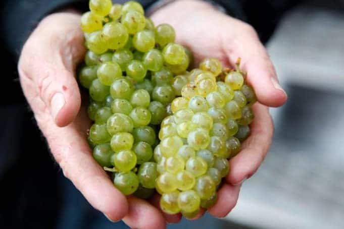 Harvest 2012 at Jordan Vineyard & Winery